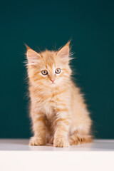 look of a cute, ginger kitten on a dark background.