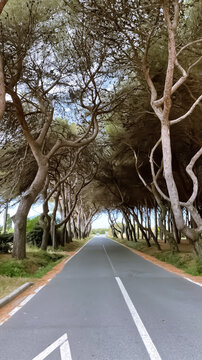 road in the forest