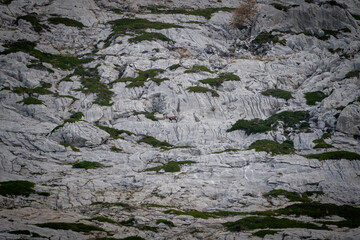 Beautiful landscape of a rocky mountain with a goat walking on the stones in the valley of anciles, Leon, Spain