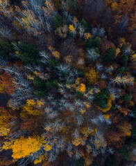 Obraz na płótnie Canvas aerial video shot of asphalt country road surrounded by colorful trees.Şavşat.Artvin.Turkiye