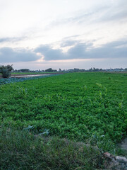 Obraz premium Sunset over green fields countryside - Egypt
