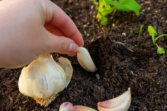 Plant winter garlic. Planting time autumn