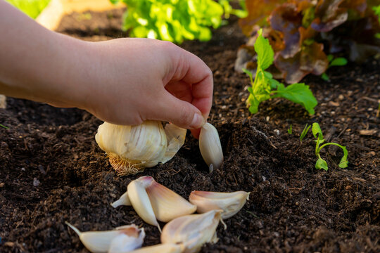 Plant winter garlic. Planting time autumn