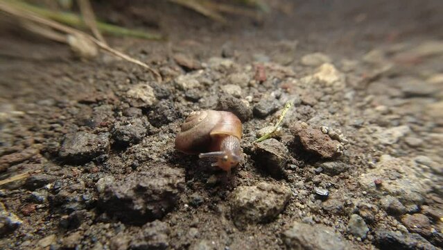 hermit crab,Paguroidea, Clibanarius fonticola are omnivorous scavengers, eating microscopic mussels and clams, bits of dead animals, and macroalgae.
