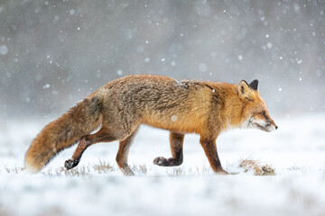 Mammals - European Red Fox (Vulpes vulpes)