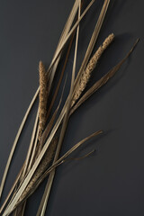 Dried grass stems pattern on dark background