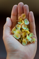 Close up woman hand with flower petals concept photo. First view hand photography with yellow petals on background. High quality picture for wallpaper, travel blog, magazine, article