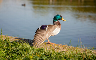 duck on the lake