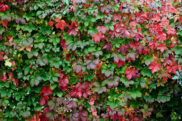 Autumn foliage. Background