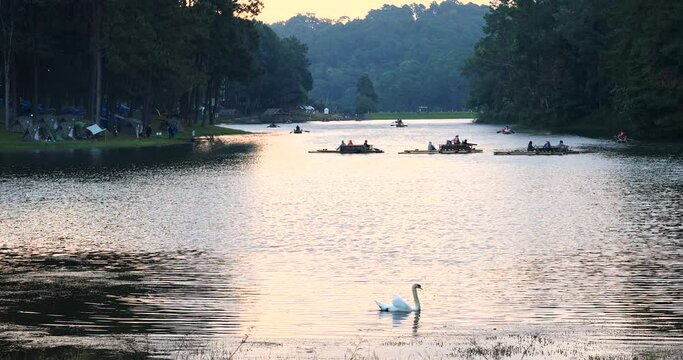 White swans swimming in reservoir or lake and silhouette tourists are rafting  background in morning at Pang ung mea hong son province, thailand, 4k video
