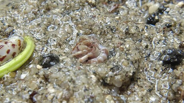 hermit crab,Paguroidea, Clibanarius fonticola are omnivorous scavengers, eating microscopic mussels and clams, bits of dead animals, and macroalgae.
