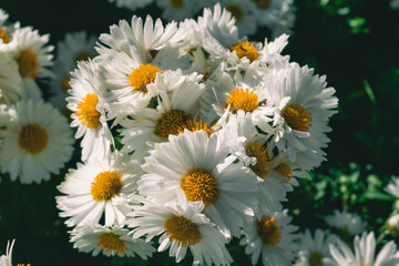 Obraz premium chrysanths