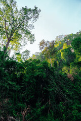 forest in the mountains
