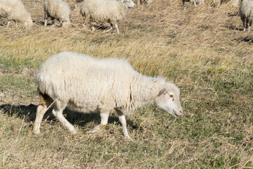 Obraz premium sheep in the field