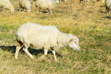 Obraz premium sheep on a meadow