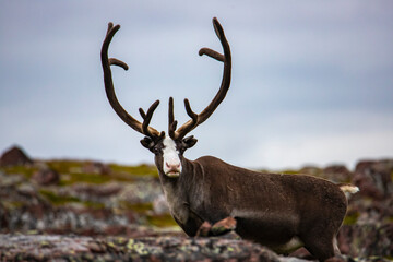 Naklejka na ściany i meble wild reindeer grazing on the ocean shore in the far north in norway, near nordcap, reindeer in the arctic, arctic wildlife