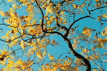 autumn tree branches