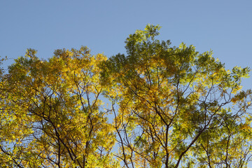 Naklejka premium autumn leaves against blue sky