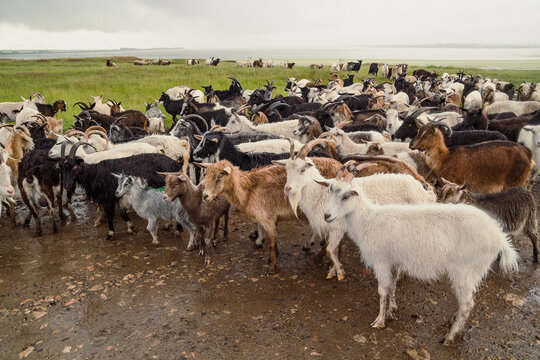 Domestic goats of different colours landscape photo. Beautiful nature scenery photography with lake on background. Idyllic scene. High quality picture for wallpaper, travel blog, magazine, article