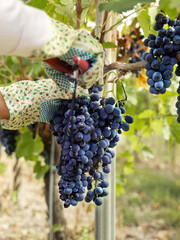 Farmer's Hands in gloves cutting red grapes with secateurs from vine plant during wine harvest