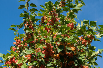 Siberian crab apple