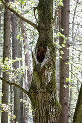A hollow in a tree trunk growing in a forest, vertical view