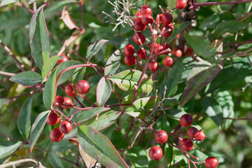 Nandina domestica