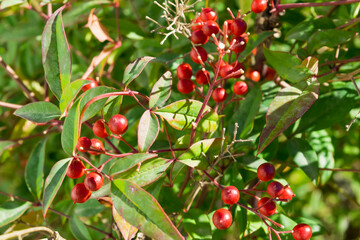 Nandina domestica