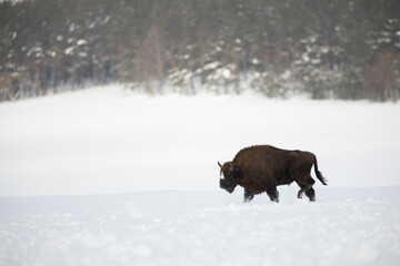 European bison - Bison bonasus in the Knyszyn Forest