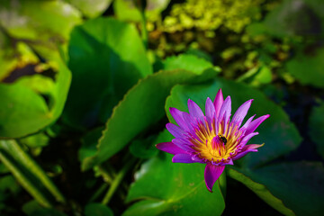 Beautiful lotus flowers that bloom in the morning sunlight