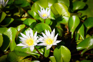 Beautiful lotus flowers that bloom in the morning sunlight