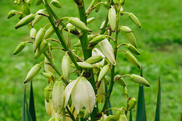 Fototapeta premium Yucca filamentosa
