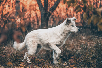Obraz premium White dog in the autumn forest. Photo session of a dog in the forest among golden leaves. Dog portrait
