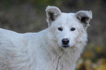 White dog in the autumn forest. Photo session of a dog in the forest among golden leaves. Dog portrait