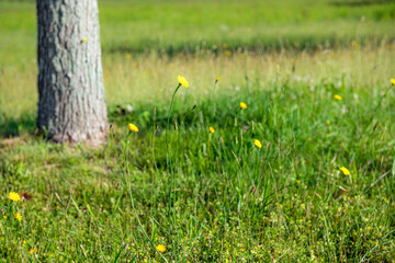 Meadow Background
