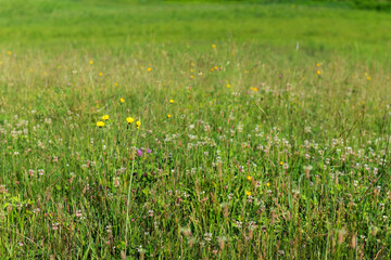 Soft Summer Field