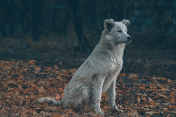 White dog in the autumn forest. Photo session of a dog in the forest among golden leaves. Dog portrait