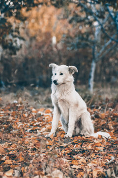 White dog in the autumn forest. Photo session of a dog in the forest among golden leaves. Dog portrait