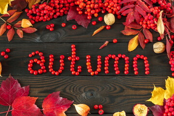 the word autumn is made of rowan berries on a colorful background of rowan and autumn leaves
