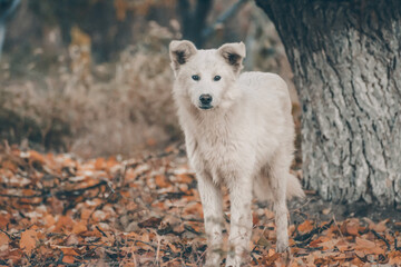 Obraz premium White dog in the autumn forest. Photo session of a dog in the forest among golden leaves. Dog portrait