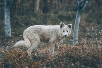 Fototapeta premium White dog in the autumn forest. Photo session of a dog in the forest among golden leaves. Dog portrait