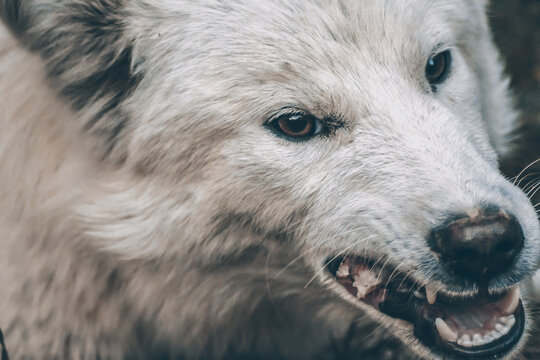 Angry dog shows teeth. White dog