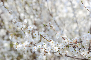 flowering branches in spring for a background with a copy of the text space