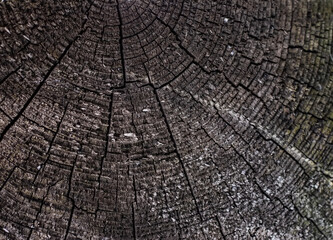 Fototapeta premium The surface of an old cracked tree stump with a small deep four-rayed slit in the center and wavy growth rings