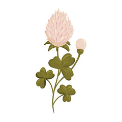 Flowering clover with green leaves