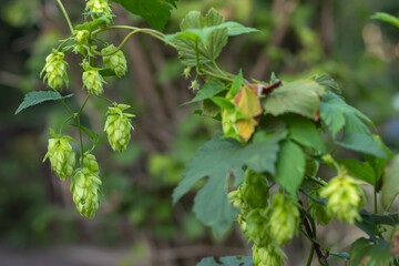 Green fresh hop cones for making beer and bread closeup, agricultural background.