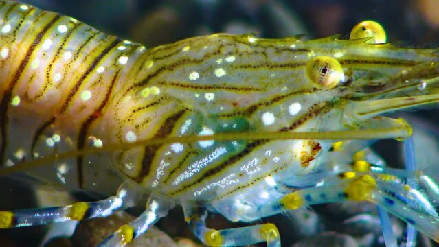 Close-up of a shrimp head with compound eyes Nutrition of Prawn (Palaemon elegans), Black Sea