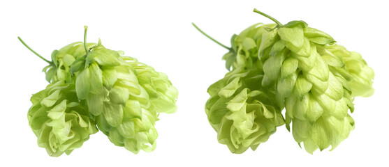 Fresh green hops branch, isolated on a white background. Organic hop flowers.