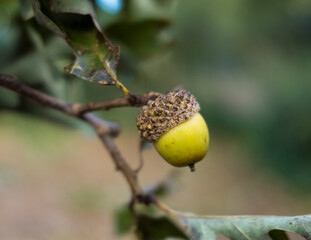 Single Green Acorn Hanging on a Small Branch of an Oak Tree