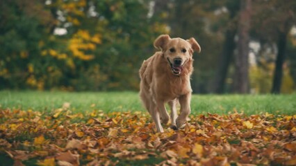 Golden rertriever dog running in autumn park. Dog have a fun and playing with stick outdoors.